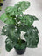 Artificial Monstera Plant