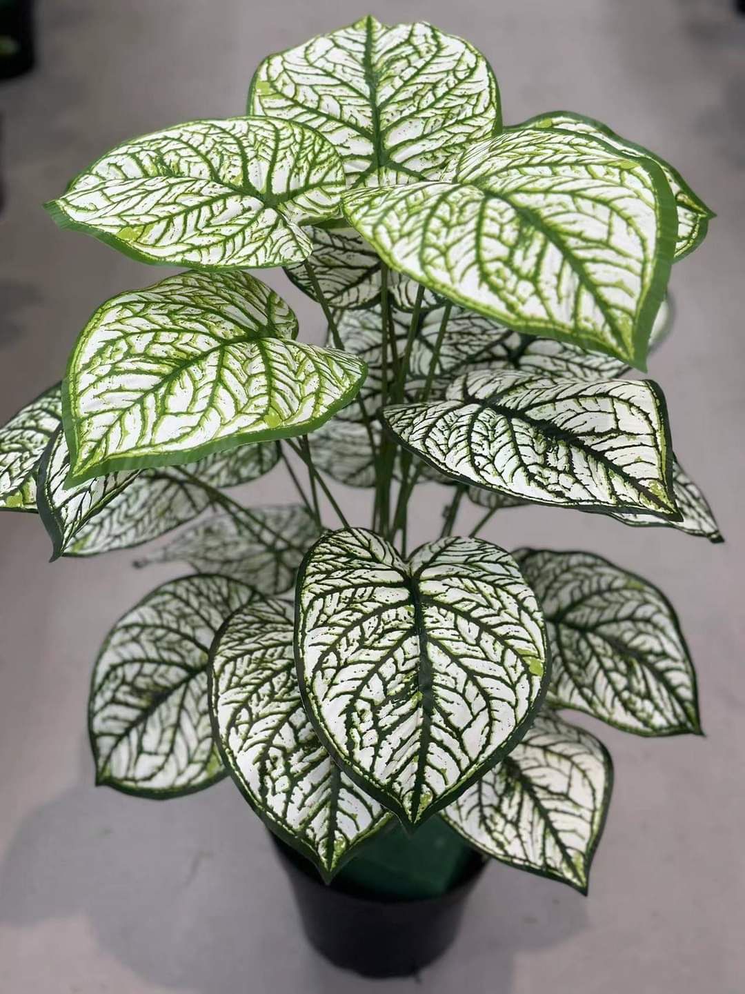 Artificial White Caladium Plant