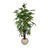 Artificial Dracaena Plant